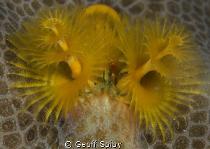 christmas tree worm by Geoff Spiby 